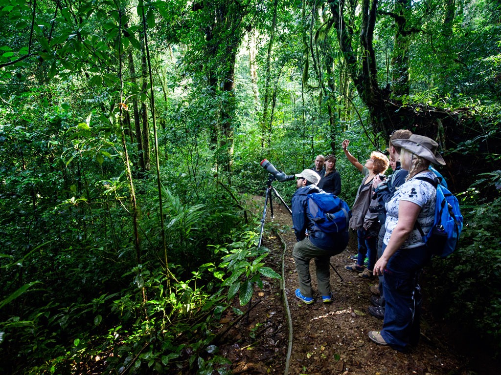 Rainforest & wildlife